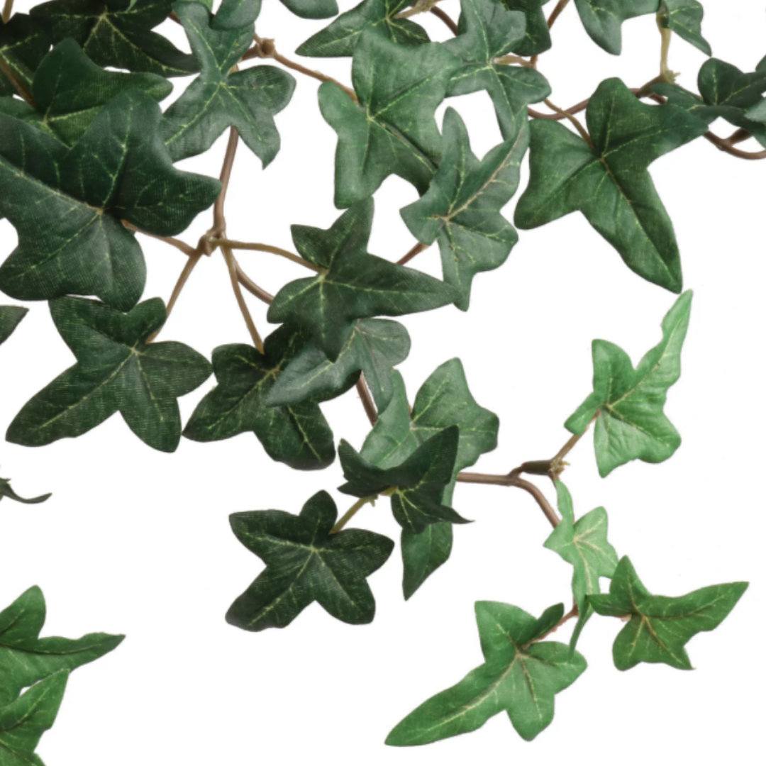 20" Ivy Plant, 1