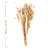 Granada 16.5'' Pampas Grass Grass
