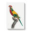 Rainbow Lorikeet by F. Levaillant - Wrapped Canvas Print-55322370