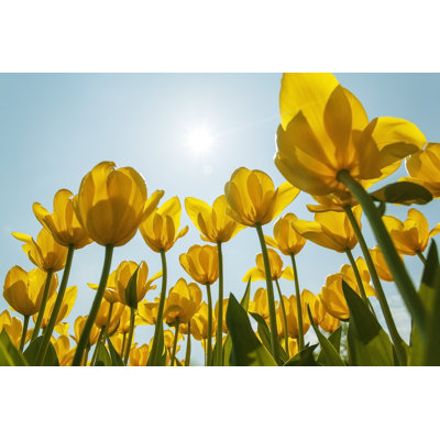 To the Sun 1 Piece Wrapped Canvas Wall Art