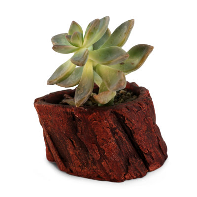 Kelch Ceramic Statue Planter