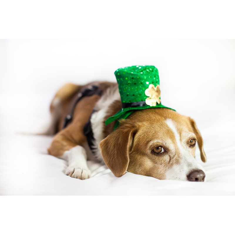 Cute Dog Wearing Hat For St Patrick''s Day by AwesomeShotz - Wrapped Canvas Print, 30cm H x 46cm W x 3.8cm D