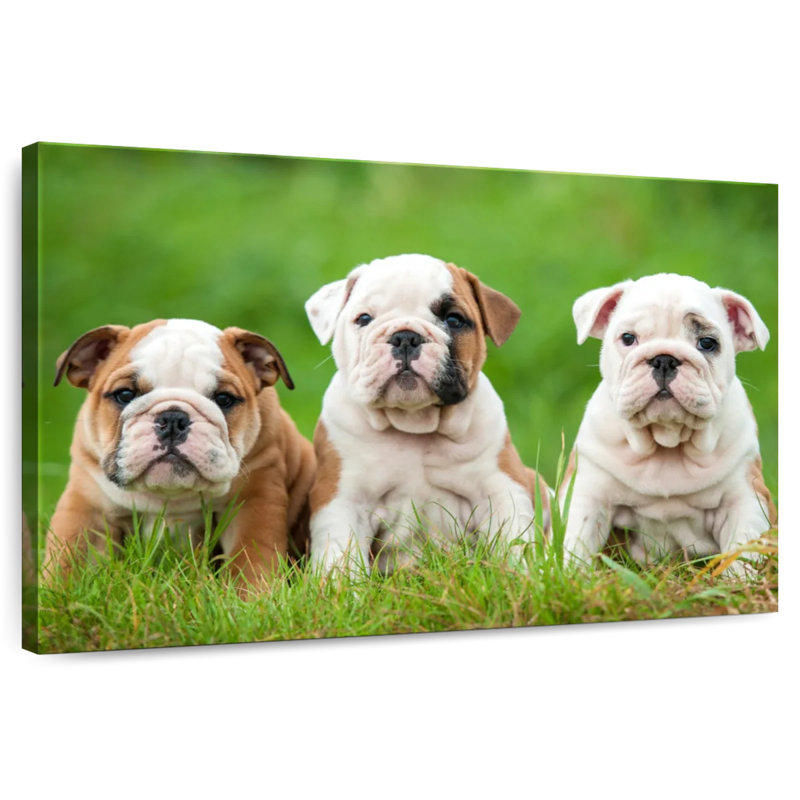 Chiots bouledogue anglais