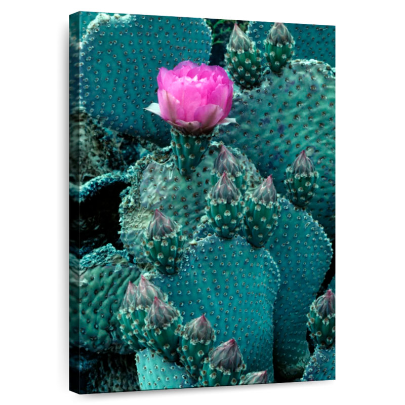 Harnek Beaver Tail Cactus, 48" H x 32" W