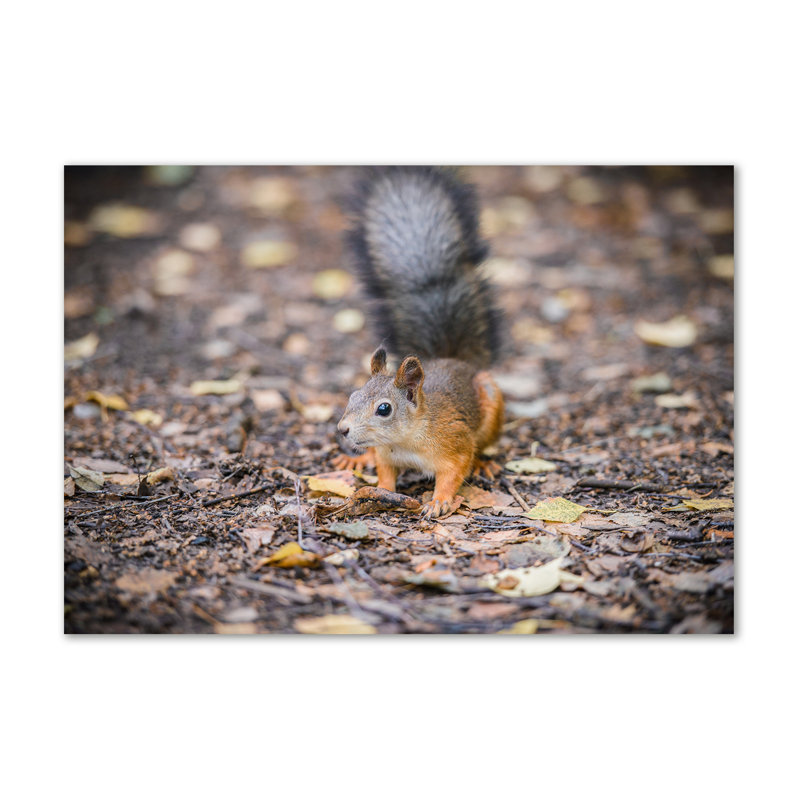 Squirrel - Wrapped Canvas Print