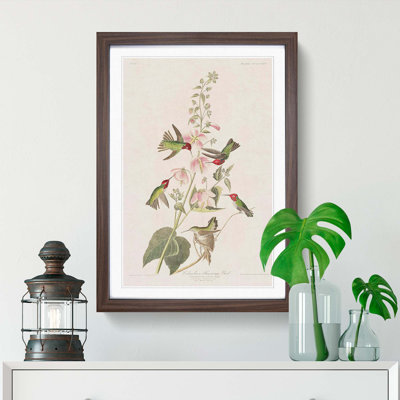 Columbian Hummingbirds by John Audubon - Picture Frame Painting