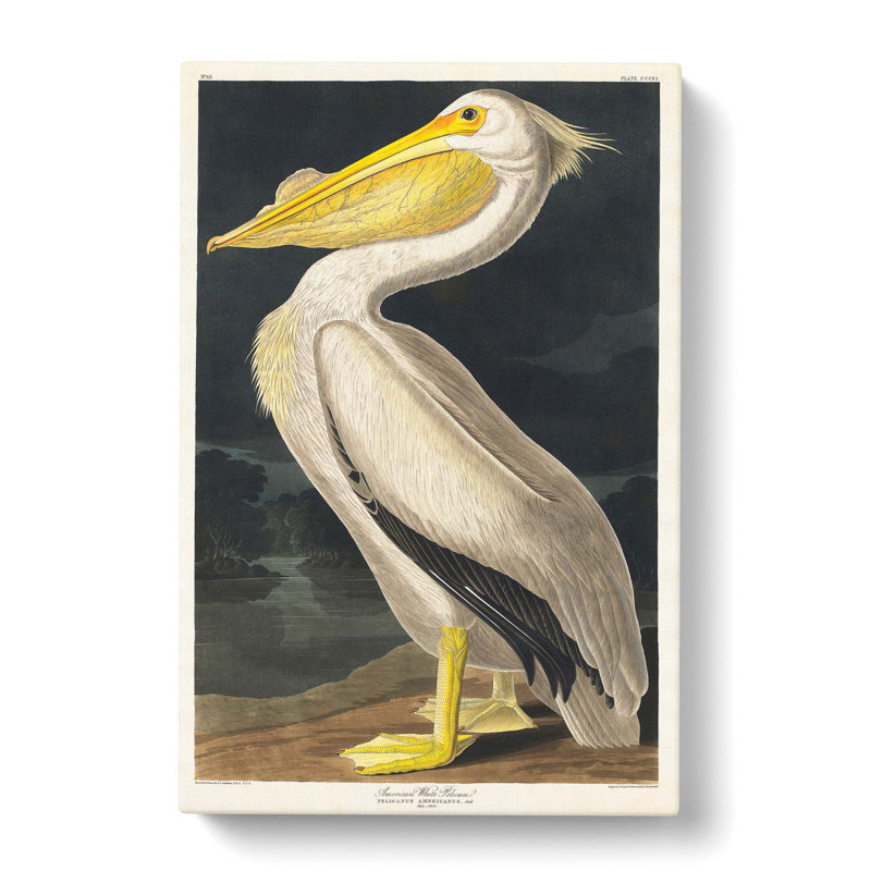 American White Pelican by John James Audubon - Wrapped Canvas, 50cm H x 35cm W x 3cm D