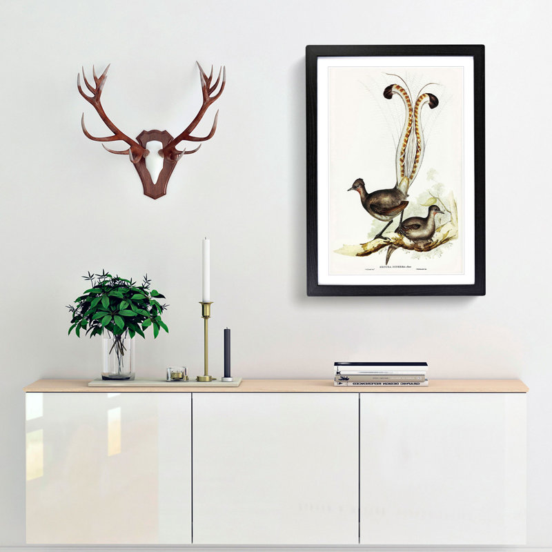 Lyrebird by Elizabeth Gould - Picture Frame Painting Print, 36cm H x 27cm W x 2cm D, Black Framed