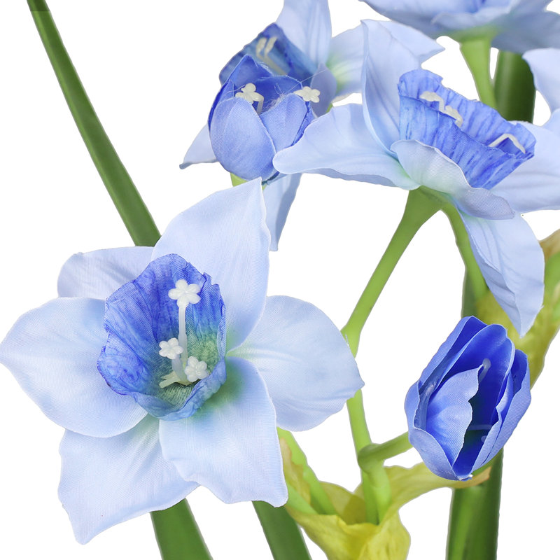 Tulipes, Bleu