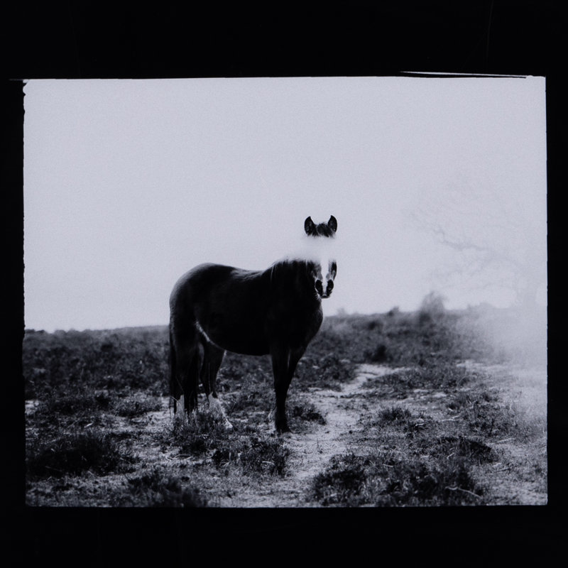 Blank Horse Print by Annie Spratt, 40" H x 40" W x 2.5" D