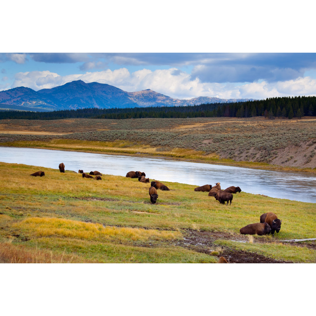 Wild Bison Roam Free Beneath Mountains In Yellowstone National Park von JamesBrey - Kunstdrucke