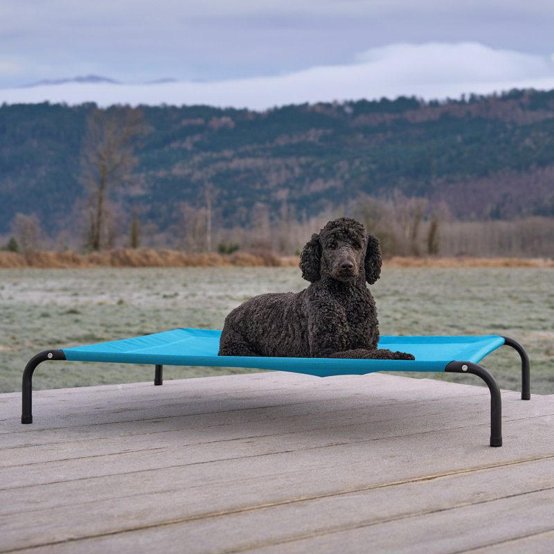 Elevated Cot Pet Bed, Blue, 8" H x 36" W x 49.5" D