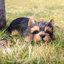 Yorkshire Terrier Puppy Sleeping Statue
