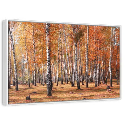 Forêt de bouleaux en automne