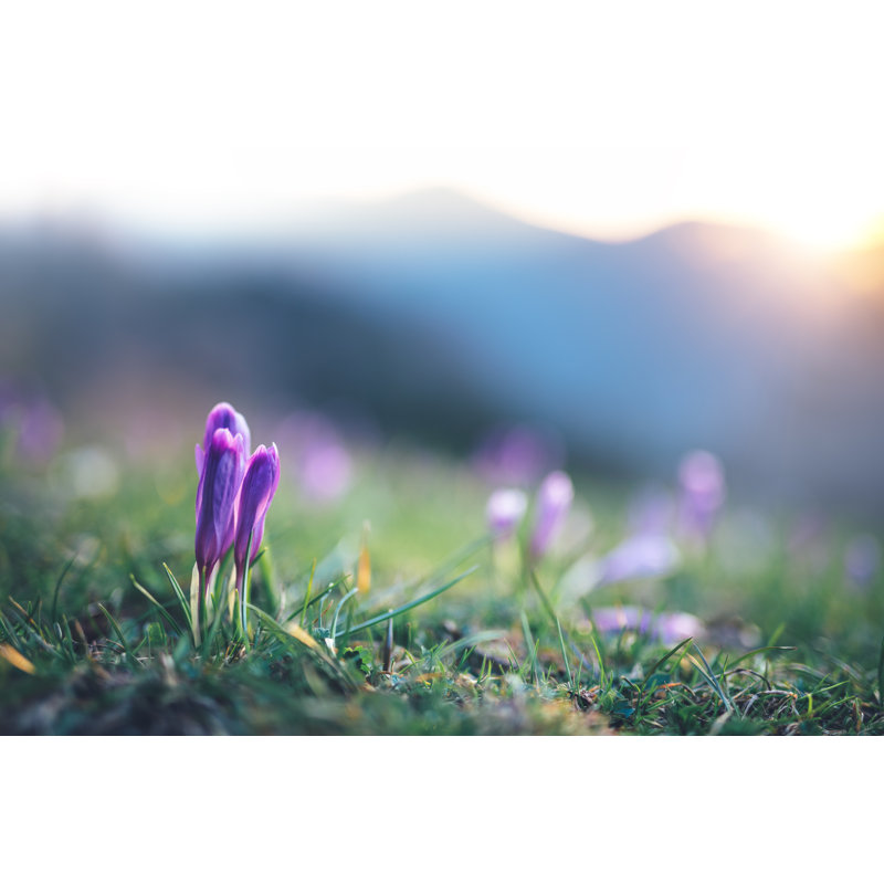 Crocus Flowers At Sunrise by Borchee - No Frame Print on Canvas, 81cm H x 122cm W