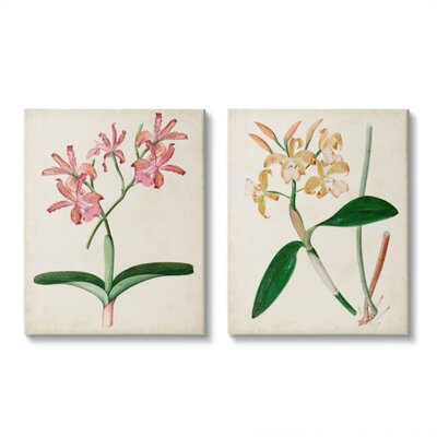 Vintage Orchid Illustration Pink Yellow Florals - 2 Piece Painting Print Set -  Stupell Industries, a2-083_cn_2pc_24x30