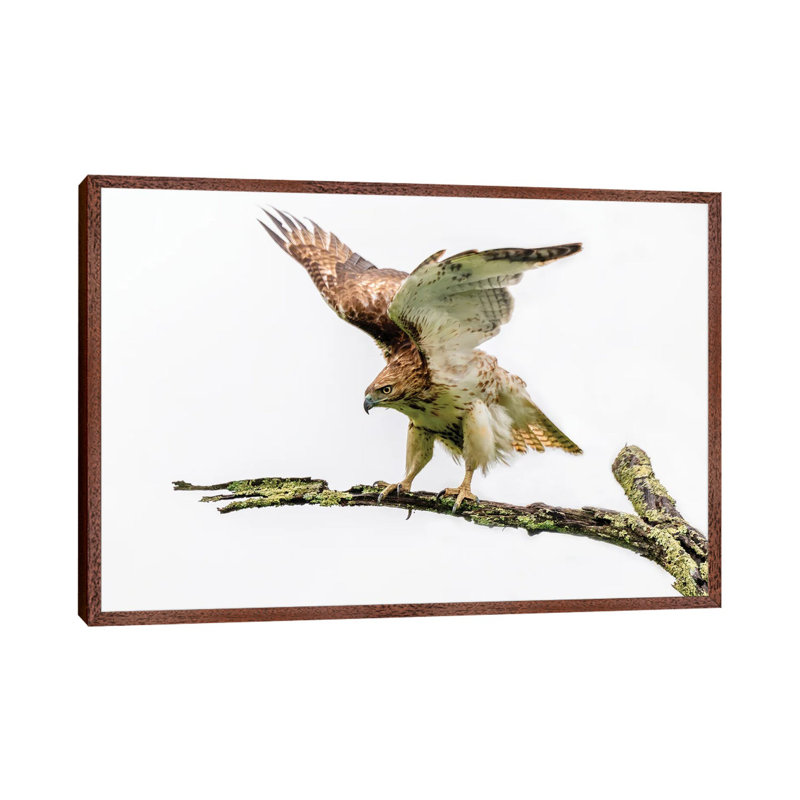 Stretch by David Gardiner - Print on Canvas, 66.04 cm H x 45.72 cm W, Brown Framed