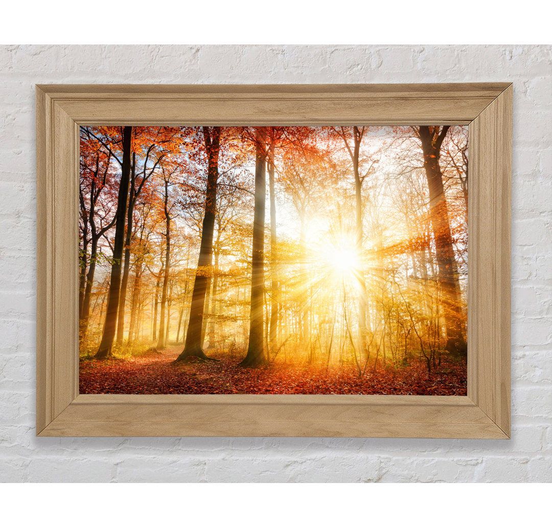 Great British Autumn Woodland - Einzelne Bilderrahmen Kunstdrucke