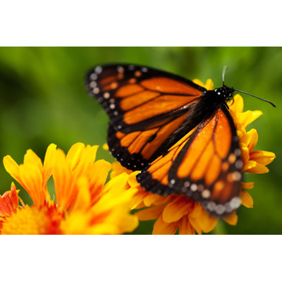 Monarch Butterfly - Wrapped Canvas Print