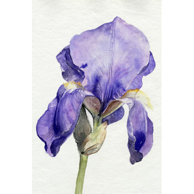 " Iris In Bloom I " by Jennifer Paxton Parker Painting Print