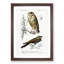 Owl and Bird Illustrations by Charles dOrbigny - Framed Print-55578118-55578119
