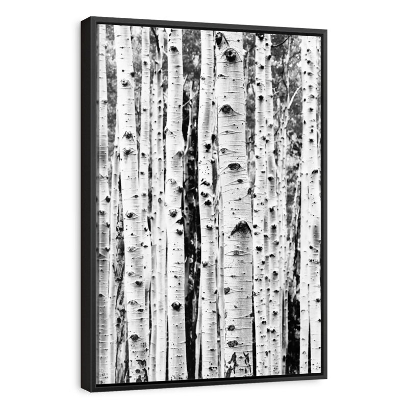 Bouleau en noir et blanc, Cadre flottant noir, 27 po x 40 po