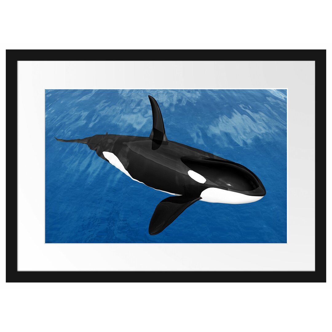 Gerahmtes Poster Schöner Orca im Meer