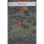 New Turkmen Afghan One-of-a-Kind Rectangle 8'11" X 11'9" Area Rug