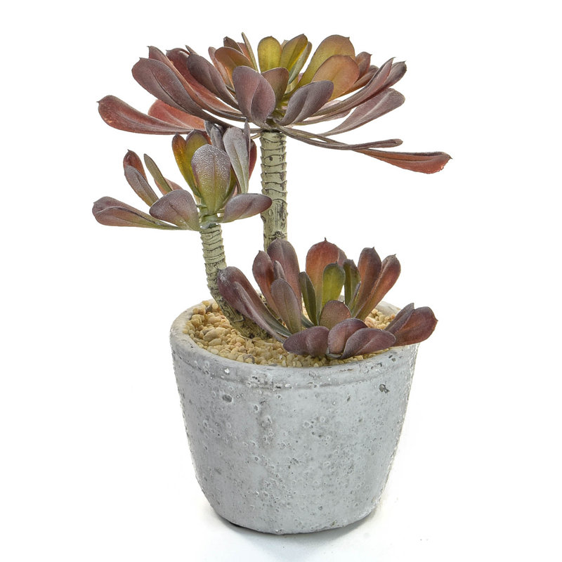 25cm Succulent in Stone Pot