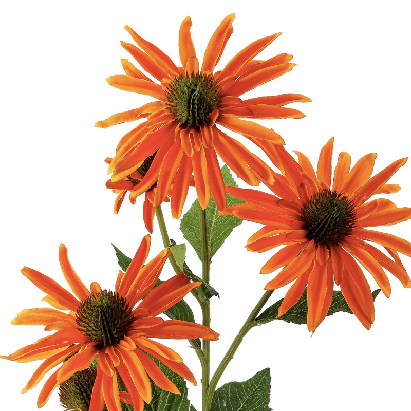 29 "échinacée 2 bourgeons, Orange