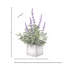Arrangement floral lavande en pot