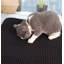 Tapis de fumier à double couche-100661724