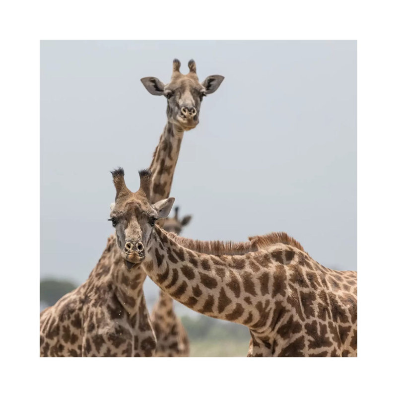 Africa, Kenya, Amboseli National Park. Close-Up Of Giraffes. by Jaynes Gallery - Wrapped Canvas Print