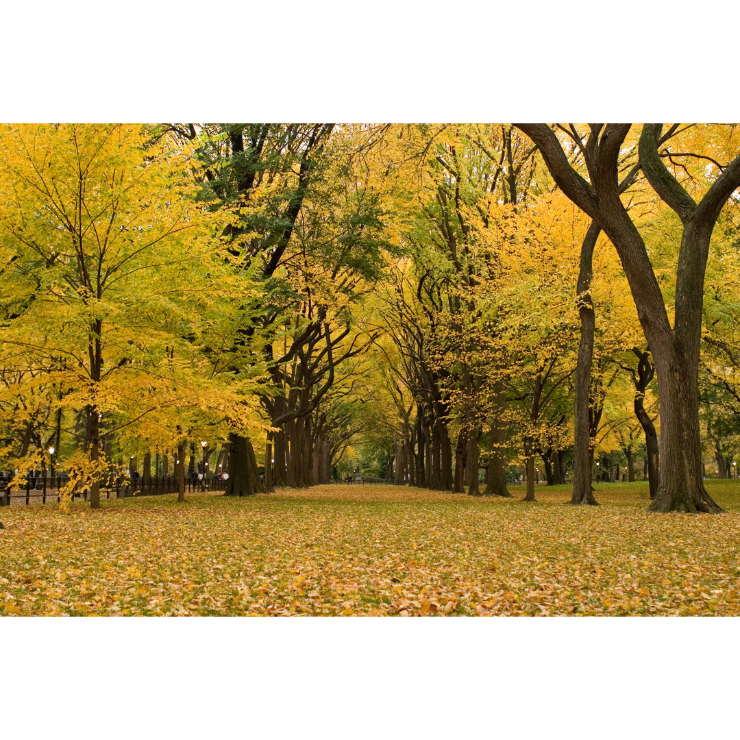 Herbst im Central Park von Zxvisual - Wrapped Canvas Set