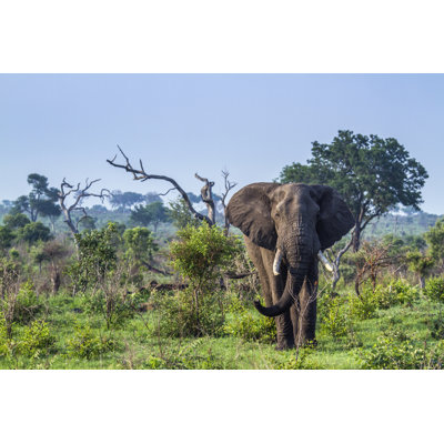 African Elephant by Utopia_88 - Wrapped Canvas Print