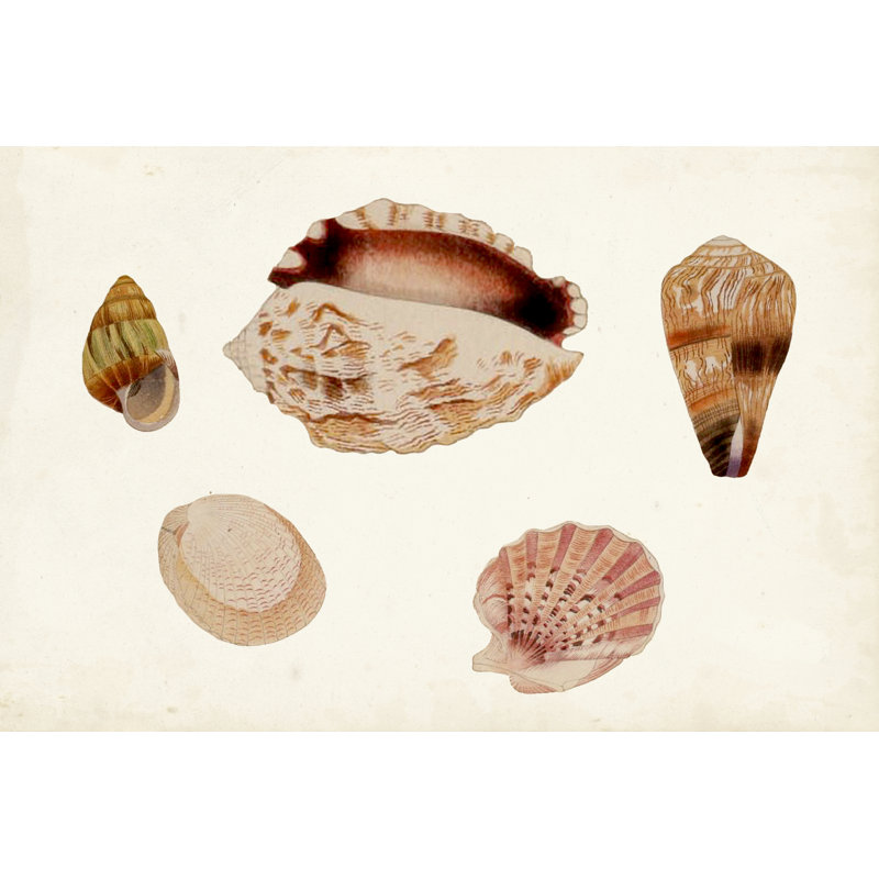 Antique Shell Anthology VI by Vision Studio - Print on Canvas, 81cm H x 122cm W, Wrapped Canvas