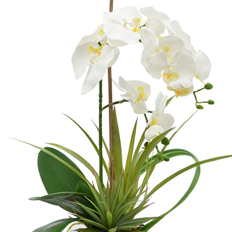 Orchid In White Vase