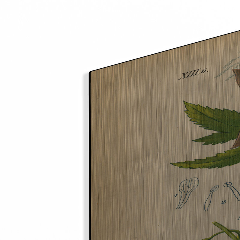«Atragene Alpina» par Art Licensing Studio, art mural en métal de luxe, 24 po x 36 po