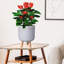 Geometric Patterned Cylinder Planter with Feet-350652355-350652354