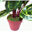 50cm Faux Foliage Plant in Pot