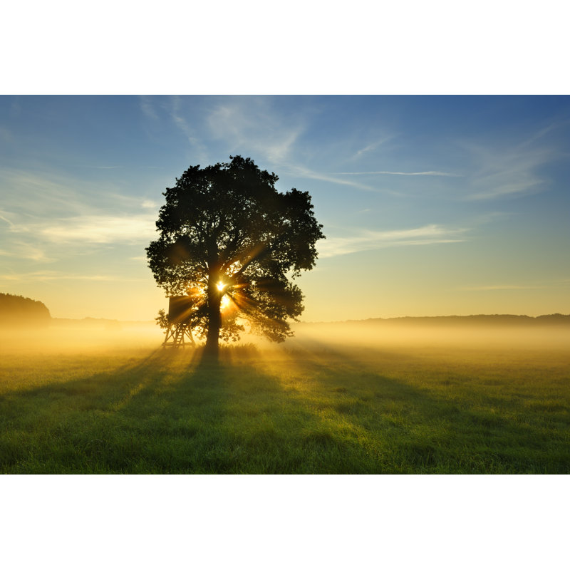 Backlit Tree by Avtg - Wrapped Canvas Print, 61cm H x 91cm W x 3.8cm D