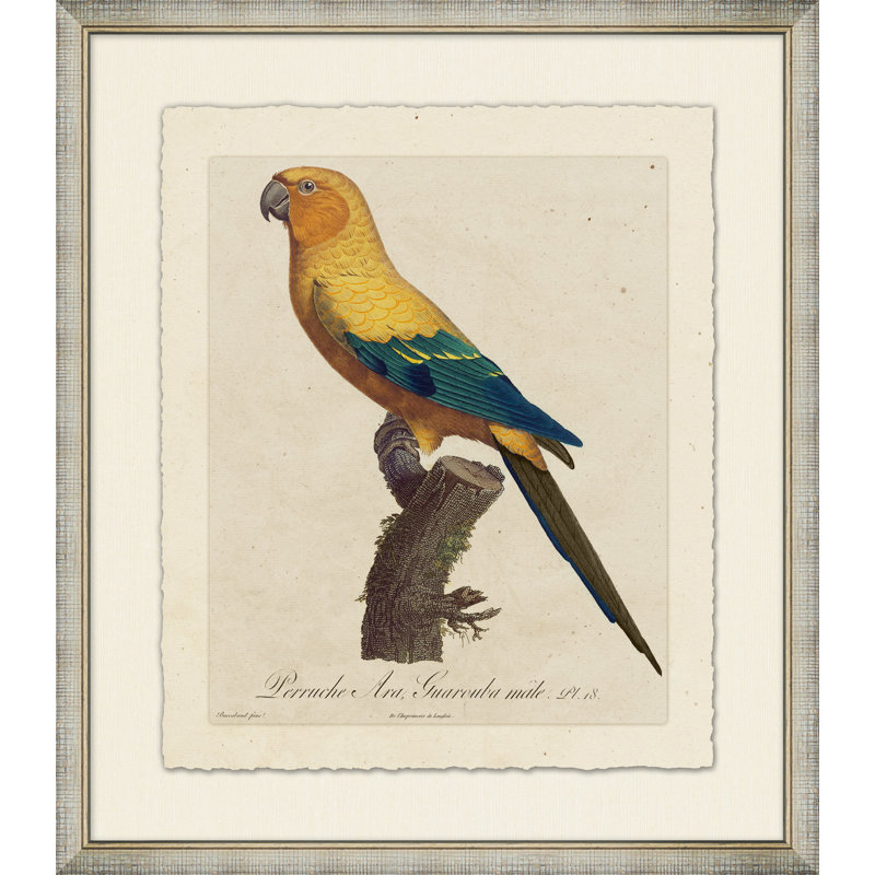 Le Perroquet 6 - Peinture encadrée sur papier