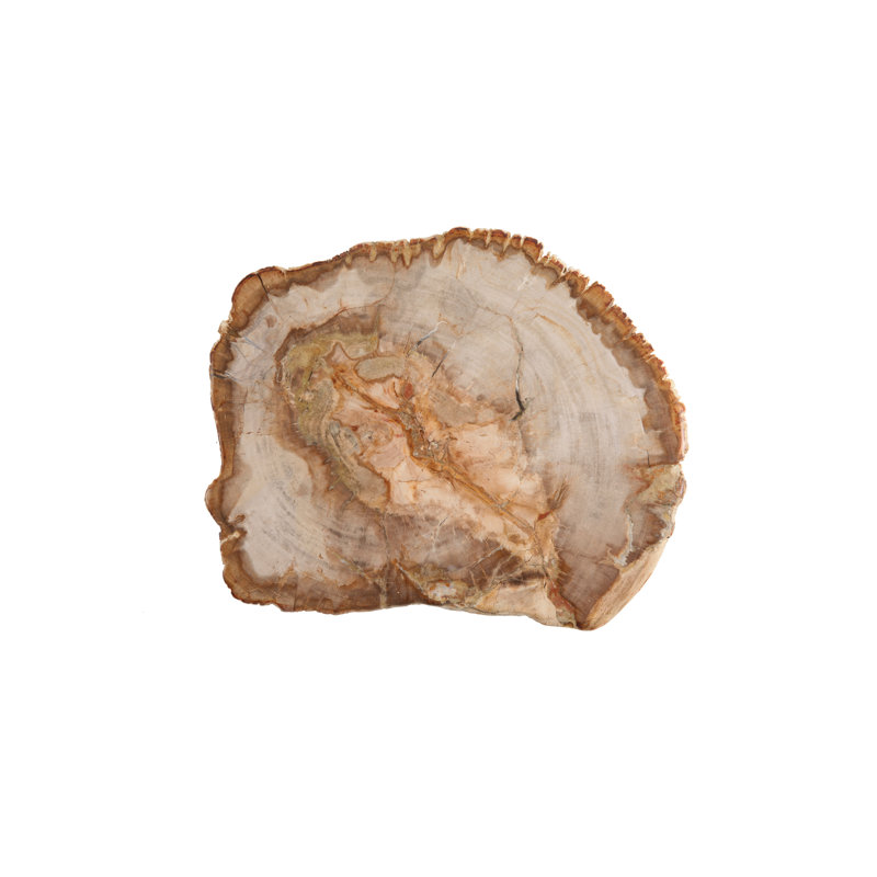 Natural Petrified Wood 12" Cheese Board and Platter