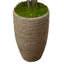 Pot en ciment Schefflera