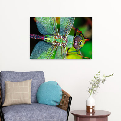 Libellule Darner