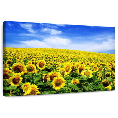 Sunflowers Under Blue Sky
