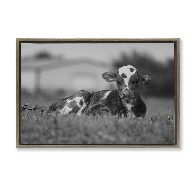 «Resting Cow in Grass» par Dakota Diener, H 21 po x l 31 po, Cadre flottant orme Montalcino