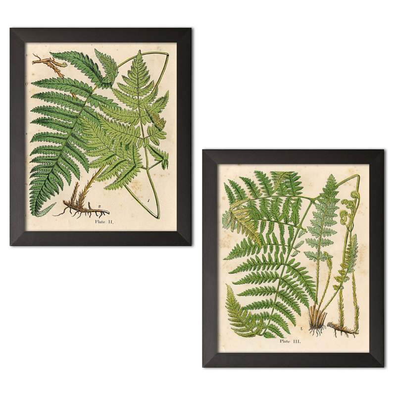 «Popular Old-Fashioned Fern Botanical», ensemble de 2 reproductions d'impressions, H 16 po x l 13 po, Papier avec cadre noir