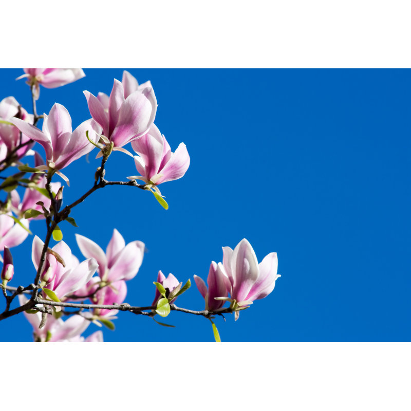 Buckelew Pink Magnolia Flowers - Wrapped Canvas Print, 30cm H x 46cm W x 3.8cm D
