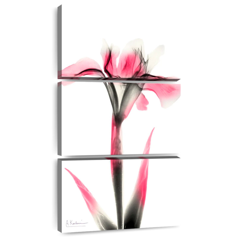 Iris rose infusé I, H 27 po x l 12 po